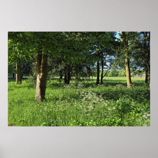 Poster Blackweir Woods, Bute Park, Cardiff Wales (Devant)