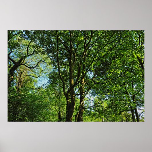 Poster Blackweir Woods, Bute Park, Cardiff Wales (Devant)