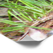 Poster blaireau (Coin)