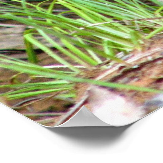 Poster blaireau (Coin)