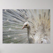 Poster Blanc (Devant)