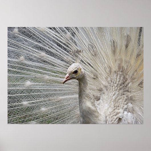 Poster Blanc (Devant)