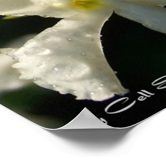 Poster blanc001 (Coin)