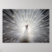 Poster blanc Albino Peacock (Devant)