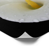 Poster blanc Arum Lily (Coin)
