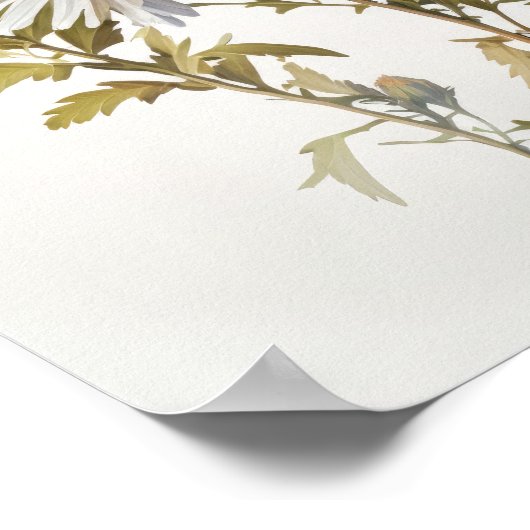 Poster blanc Aster Flower Art (Coin)