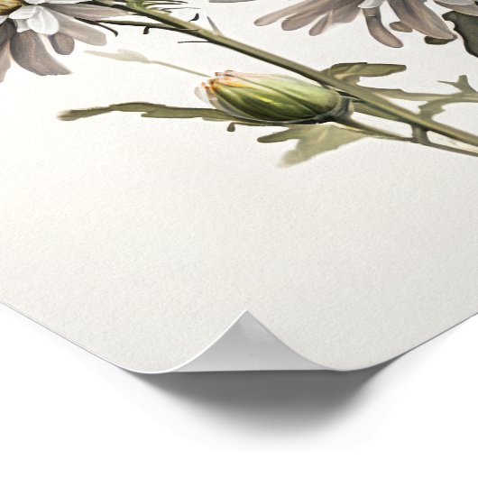 Poster blanc Aster Flower Art (Coin)