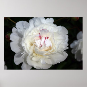 Poster Blanc Avec Une Touche De Couleur