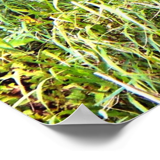 Poster blanc Buck Premium Gloss (Coin)