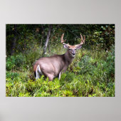 Poster blanc Buck Premium Gloss (Devant)