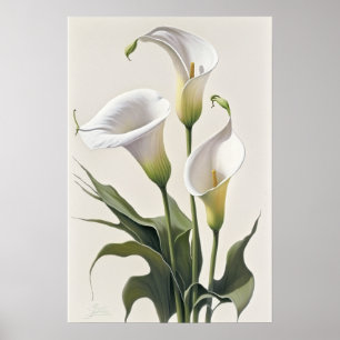 Poster Blanc Calla Lilies Lily Art à la floraison Imprime