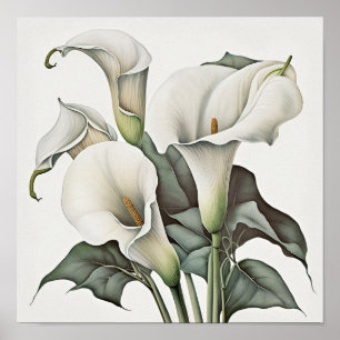 Poster Blanc Calla Lilies Lily Art à la floraison Imprime