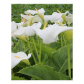 Poster Blanc Calla Lily (Devant)