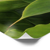 Poster Blanc Calla Lily (Coin)