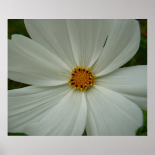 Poster Blanc Cosmos Fleur sauvage d'été Floral