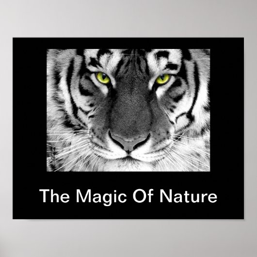 Poster blanc de tigre (Devant)