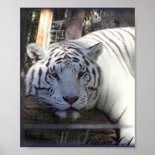 Poster blanc de tigre (Devant)