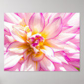 Poster blanc et rose Dahlia (Devant)
