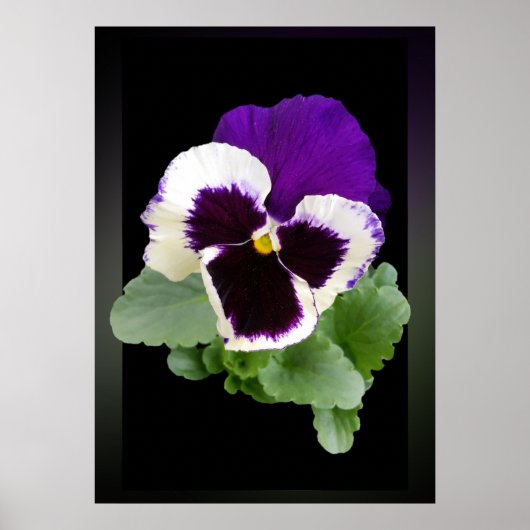 Poster blanc et violet (Devant)