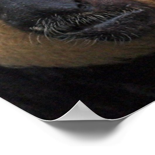 Poster blanc face Saki Monkey (Coin)