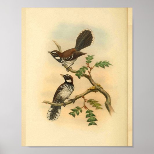 Poster Blanc Fantail Flycatcher Bird Imprimer Vintage (Devant)