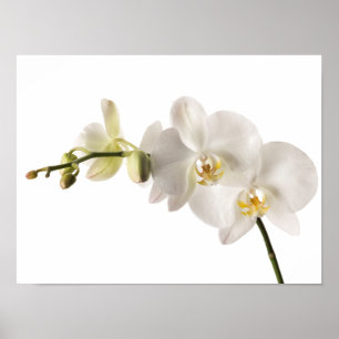 Poster Blanc floral de Dendrobium d'orchidée de jet blanc