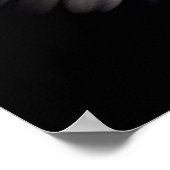 Poster Blanc Gerber Daisy (Coin)