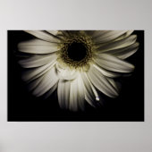 Poster Blanc Gerber Daisy (Devant)