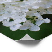 Poster blanc Hydrangea (Coin)