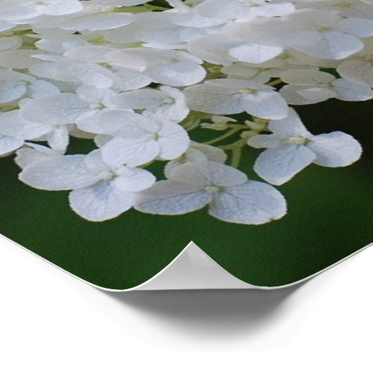 Poster blanc Hydrangea (Coin)