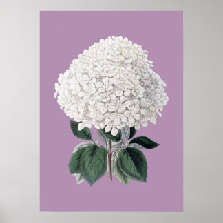 Poster blanc hydrangea lila