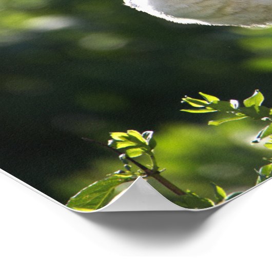 Poster blanc Ibis (Coin)