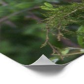 Poster blanc Ibis Bird (Coin)