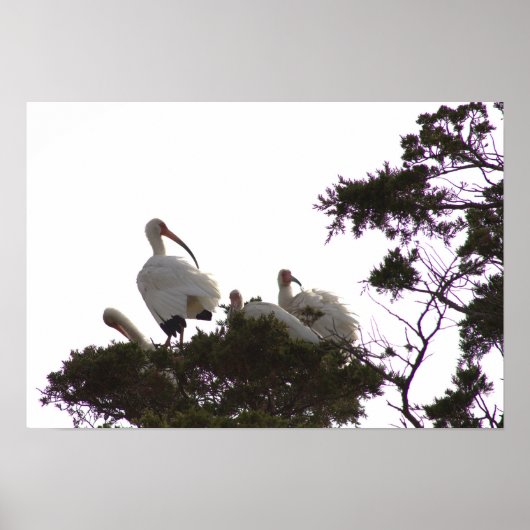 Poster blanc Ibis dans l'arbre (Devant)