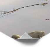 Poster blanc Ibis dans l'arbre (Coin)