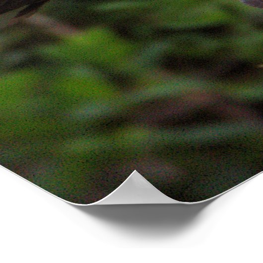 Poster blanc Ibis pour mineurs (Coin)