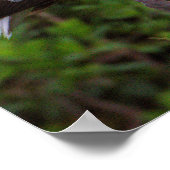 Poster blanc Ibis pour mineurs (Coin)