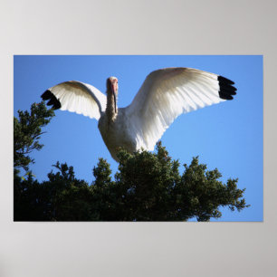 Poster blanc Ibis Spreading Wings