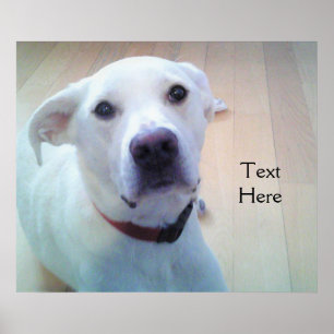 Poster Blanc Labrador Retriever Mélanger Chien avec visag