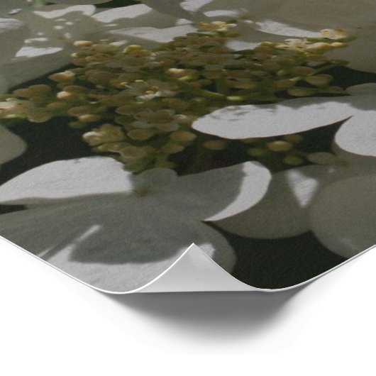 Poster Blanc Lacecap Hydrangea Fleurs (Coin)