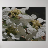 Poster Blanc Lacecap Hydrangea Fleurs (Devant)