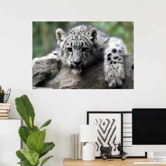 poster blanc léopard (Bureau à domicile)