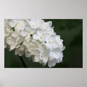 Poster blanc Lilacs