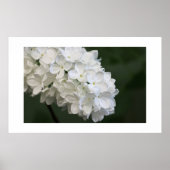 Poster blanc Lilacs (Devant)