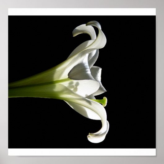 Poster blanc Lily 2 (Devant)