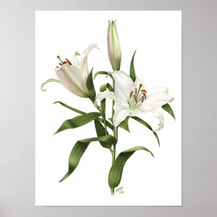 Poster Blanc Oriental Lily Imprimer