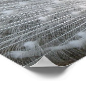 Poster blanc Peacock (Coin)