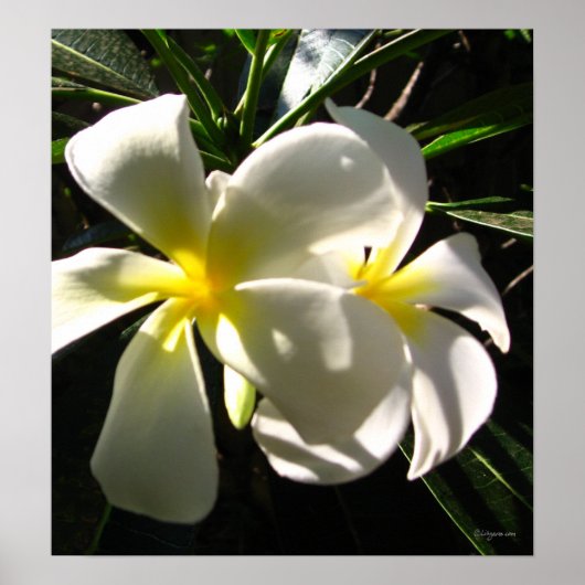 Poster blanc Plumaria Frangipani Fleurs Imprimer (Devant)