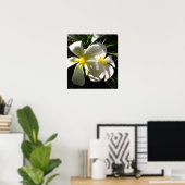 Poster blanc Plumaria Frangipani Fleurs Imprimer (Bureau à domicile)