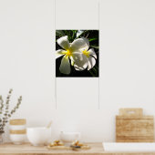 Poster blanc Plumaria Frangipani Fleurs Imprimer (Cuisine)